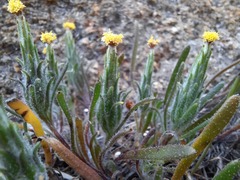 Podotheca angustifolia