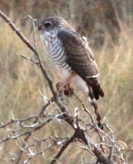 Micronisus gabar gabar