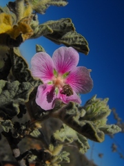 Anisodontea bryoniifolia
