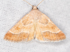 Schinia buta