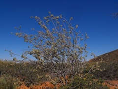 Anisodontea bryoniifolia