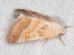 Schinia buta