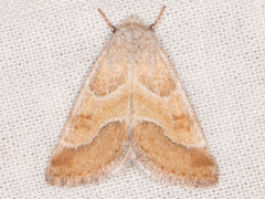 Schinia buta