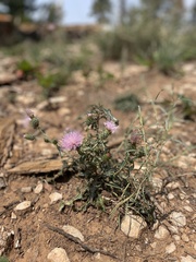 Cirsium wheeleri