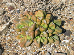 Tanquana prismatica