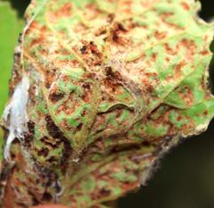 Phytoptus dentatae
