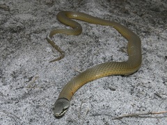 Elapognathus coronatus