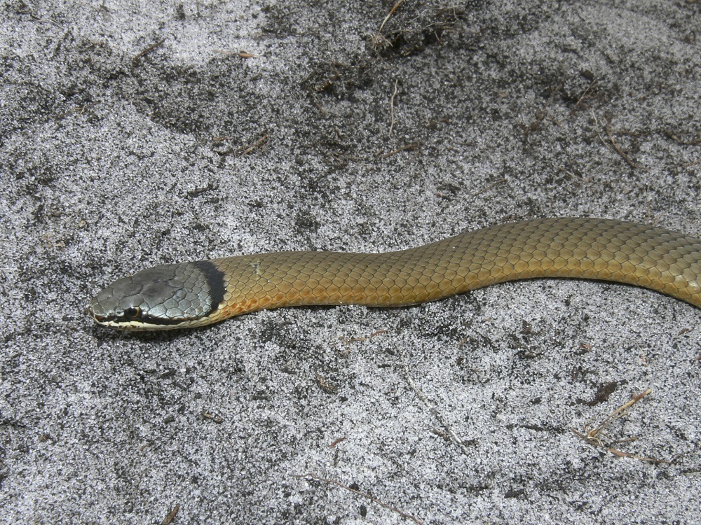 Crowned Snake