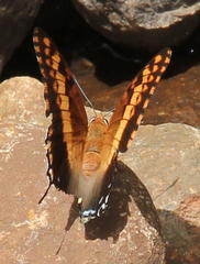 Charaxes saturnus saturnus