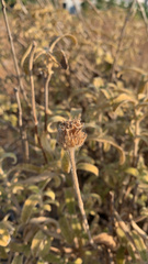 Phlomis fruticosa