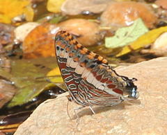 Charaxes saturnus saturnus