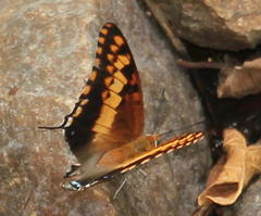 Charaxes saturnus saturnus