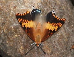 Charaxes saturnus saturnus