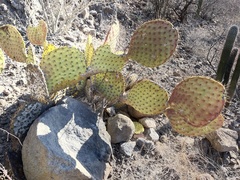 Opuntia comonduensis