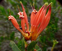 Lambertia multiflora
