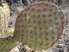 Opuntia comonduensis