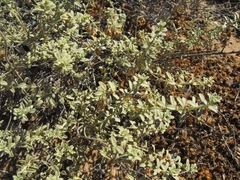 Hermannia gariepina