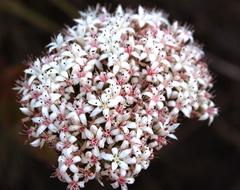 Crassula undulata