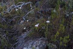 Crassula undulata