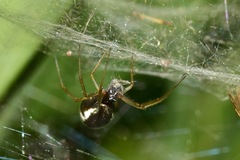 Linyphiidae