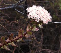 Crassula undulata