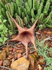 Stapelia