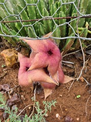 Stapelia