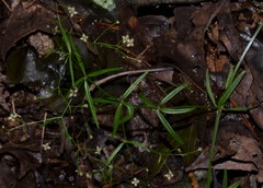 Galium arkansanum