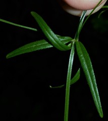 Galium arkansanum