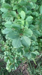 Prunus virginiana virginiana