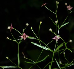 Galium arkansanum