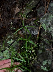 Galium arkansanum