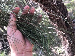 Allocasuarina inophloia