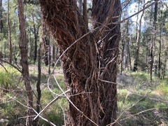 Allocasuarina inophloia