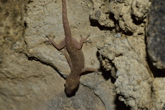 Hemidactylus frenatus