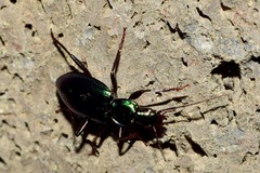 Carabidae