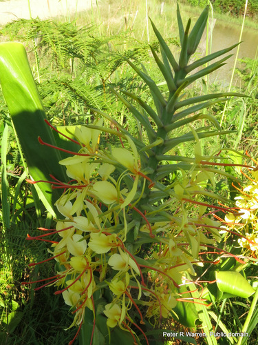 Hedychium gardnerianum
