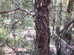 Lysicarpus angustifolius