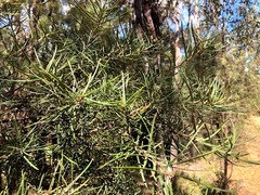 Lysicarpus angustifolius