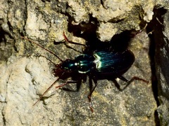 Carabidae