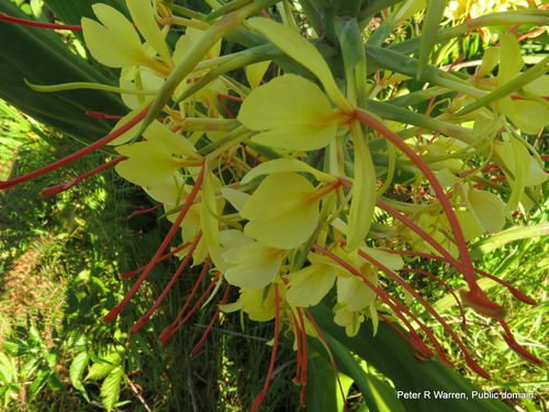 Hedychium gardnerianum