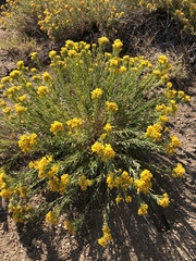 Chrysothamnus viscidiflorus viscidiflorus