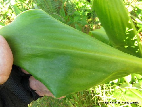 Hedychium gardnerianum