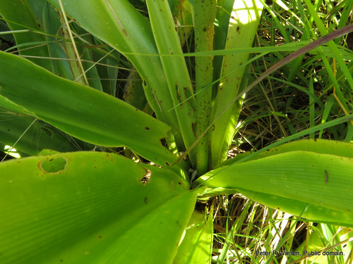 Hedychium gardnerianum