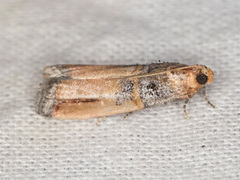 Dasypyga alternosquamella