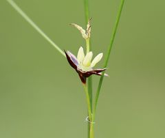 Oreojuncus monanthos