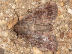 Tesagrotis atrifrons