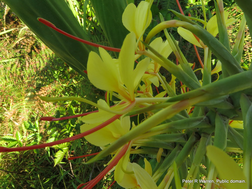 Hedychium gardnerianum