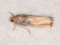 Dasypyga alternosquamella