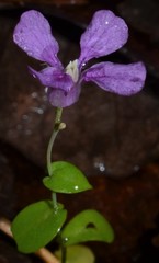 Streptanthus maculatus